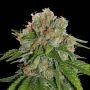 Amnesia Auto Feminized Marijuana Strain by Seed Stockers For Sale Online at Cannabis Seeds Outlet