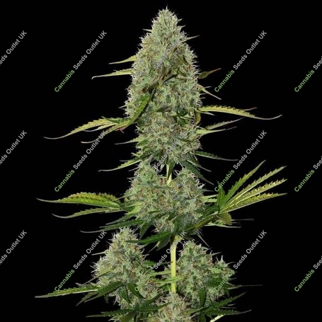 BCN Critical XXL Auto Feminized Marijuana Strain by Seed Stockers For Sale Online at Cannabis Seeds Outlet