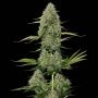 BCN Critical XXL Auto Feminized Marijuana Strain by Seed Stockers For Sale Online at Cannabis Seeds Outlet