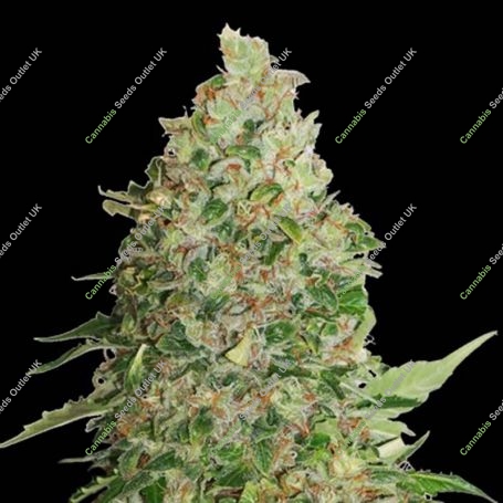 BCN Critical XXL Feminized Marijuana Strain by Seed Stockers For Sale Online at Cannabis Seeds Outlet