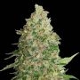 BCN Critical XXL Feminized Marijuana Strain by Seed Stockers For Sale Online at Cannabis Seeds Outlet