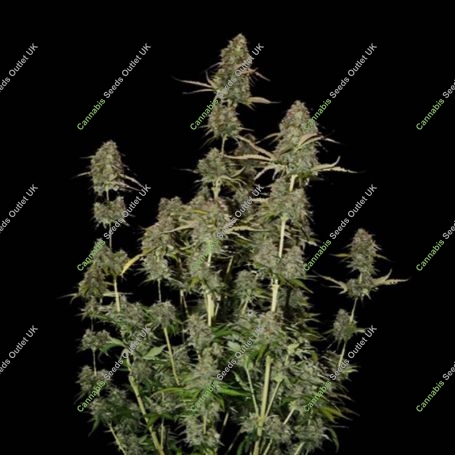 BCN Power Plant Auto Feminized Marijuana Strain by Seed Stockers For Sale Online at Cannabis Seeds Outlet