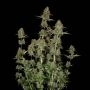 BCN Power Plant Auto Feminized Marijuana Strain by Seed Stockers For Sale Online at Cannabis Seeds Outlet