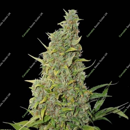 BCN Power Plant Feminized Marijuana Strain by Seed Stockers For Sale Online at Cannabis Seeds Outlet