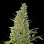 BCN Power Plant Feminized Marijuana Strain by Seed Stockers For Sale Online at Cannabis Seeds Outlet