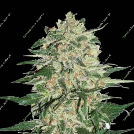 Big Bud Feminized Marijuana Strain by Seed Stockers For Sale Online at Cannabis Seeds Outlet