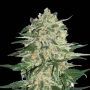 Big Bud Feminized Marijuana Strain by Seed Stockers For Sale Online at Cannabis Seeds Outlet