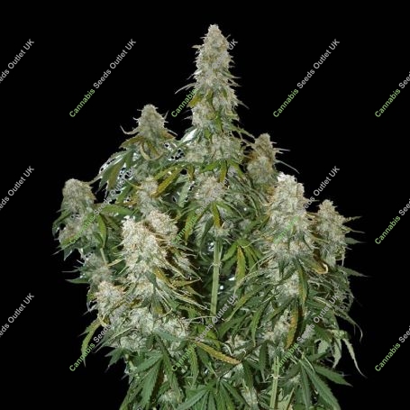 Big Bud Auto Feminized Marijuana Strain by Seed Stockers For Sale Online at Cannabis Seeds Outlet