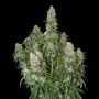 Big Bud Auto Feminized Marijuana Strain by Seed Stockers For Sale Online at Cannabis Seeds Outlet