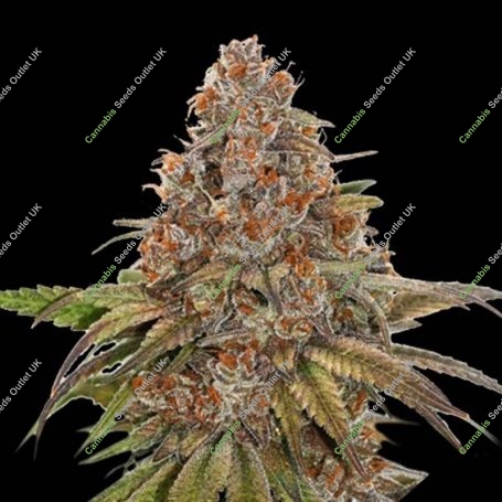 Blackberry Gum Auto Feminized Marijuana Strain by Superior Seedstockers For Sale Online at Cannabis Seeds Outlet