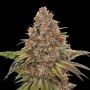 Blackberry Gum Auto Feminized Marijuana Strain by Superior Seedstockers For Sale Online at Cannabis Seeds Outlet