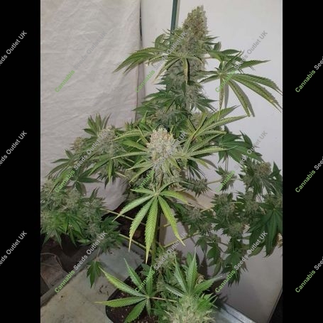 Blackberry Gum Feminized Marijuana Strain by Superior Seedstockers For Sale Online at Cannabis Seeds Outlet