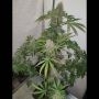 Blackberry Gum Feminized Marijuana Strain by Superior Seedstockers For Sale Online at Cannabis Seeds Outlet