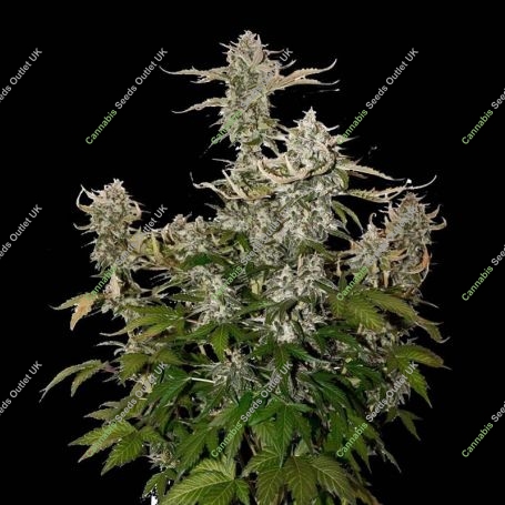 Candy Dawg Auto Feminized Marijuana Strain by Superior Seedstockers For Sale Online at Cannabis Seeds Outlet