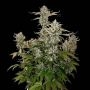 Candy Dawg Auto Feminized Marijuana Strain by Superior Seedstockers For Sale Online at Cannabis Seeds Outlet