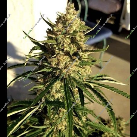 Candy Dawg Feminized Marijuana Strain by Superior Seedstockers For Sale Online at Cannabis Seeds Outlet