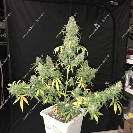 CBD 1:1 Silver Lime Haze Auto Feminized Marijuana Strain by Seed Stockers For Sale Online at Cannabis Seeds Outlet