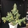 CBD 1:1 Silver Lime Haze Auto Feminized Marijuana Strain by Seed Stockers For Sale Online at Cannabis Seeds Outlet