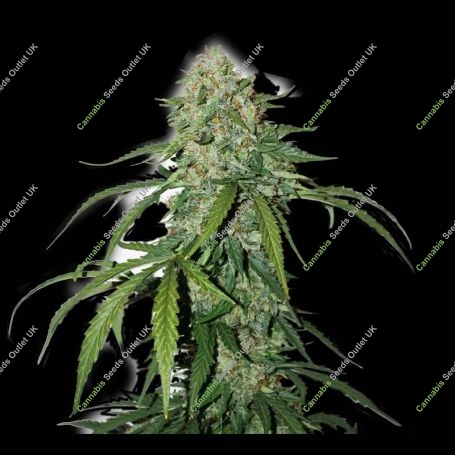 CBD 1:1 Silver Lime Haze Feminized Marijuana Strain by Seed Stockers For Sale Online at Cannabis Seeds Outlet