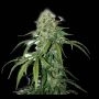 CBD 1:1 Silver Lime Haze Feminized Marijuana Strain by Seed Stockers For Sale Online at Cannabis Seeds Outlet
