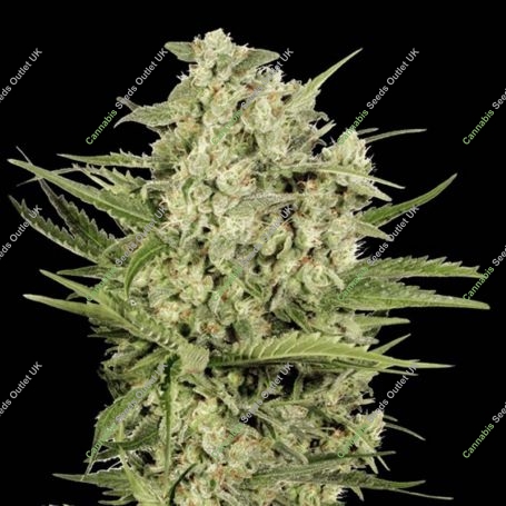 Cheese Feminized Marijuana Strain by Seed Stockers For Sale Online at Cannabis Seeds Outlet