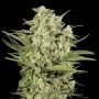 Cheese Feminized Marijuana Strain by Seed Stockers For Sale Online at Cannabis Seeds Outlet
