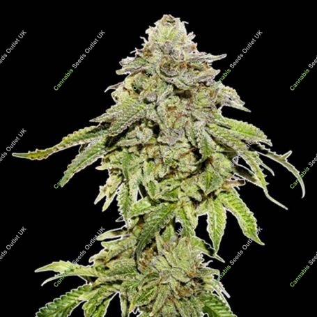 Cookies and Cream Feminized Marijuana Strain by Seed Stockers For Sale Online at Cannabis Seeds Outlet