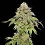 Cookies and Cream Feminized Marijuana Strain by Seed Stockers For Sale Online at Cannabis Seeds Outlet