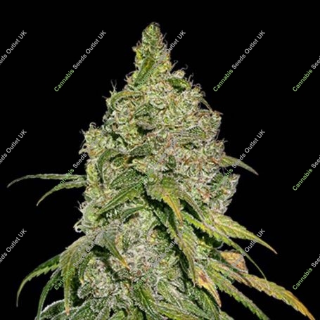 Do Si Dos Feminized Marijuana Strain by Seed Stockers For Sale Online at Cannabis Seeds Outlet
