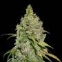 Do Si Dos Feminized Marijuana Strain by Seed Stockers For Sale Online at Cannabis Seeds Outlet
