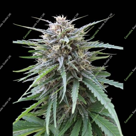 Frizzy Kush Feminized Marijuana Strain by Seed Stockers For Sale Online at Cannabis Seeds Outlet