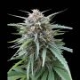 Frizzy Kush Feminized Marijuana Strain by Seed Stockers For Sale Online at Cannabis Seeds Outlet