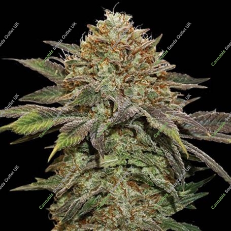 Fruit Cake Auto Feminized Marijuana Strain by Superior Seedstockers For Sale Online at Cannabis Seeds Outlet