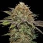 Fruit Cake Auto Feminized Marijuana Strain by Superior Seedstockers For Sale Online at Cannabis Seeds Outlet