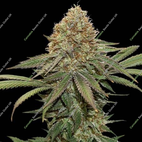 Fruit Cake Feminized Marijuana Strain by Superior Seedstockers For Sale Online at Cannabis Seeds Outlet