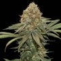 Fruit Cake Feminized Marijuana Strain by Superior Seedstockers For Sale Online at Cannabis Seeds Outlet