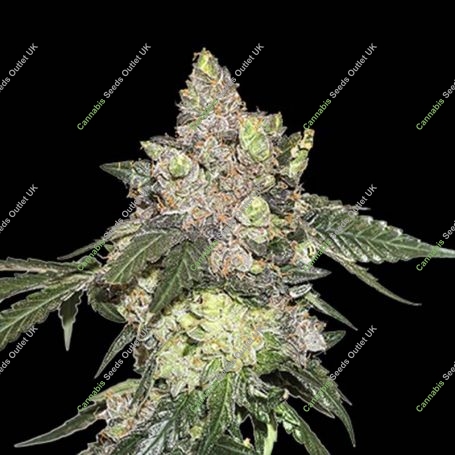 Girl Scout Cookies Feminized Marijuana Strain by Seed Stockers For Sale Online at Cannabis Seeds Outlet