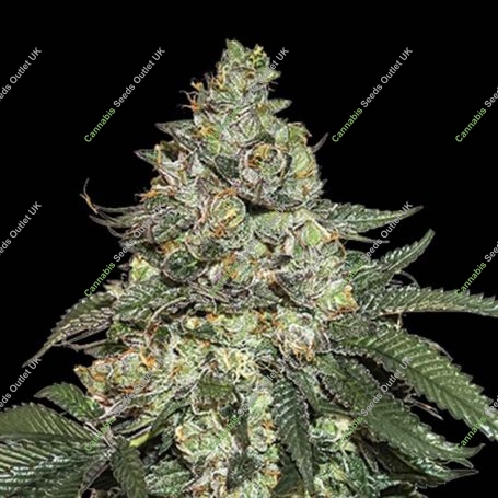 Girl Scout Cookies Auto Feminized Marijuana Strain by Seed Stockers For Sale Online at Cannabis Seeds Outlet