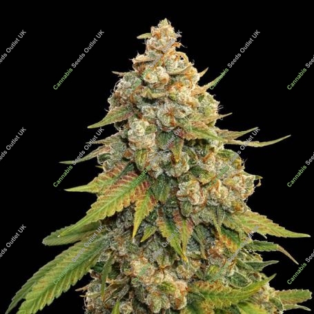 Golden Lemon Haze Feminized Marijuana Strain by Seed Stockers For Sale Online at Cannabis Seeds Outlet