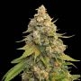 Golden Lemon Haze Feminized Marijuana Strain by Seed Stockers For Sale Online at Cannabis Seeds Outlet
