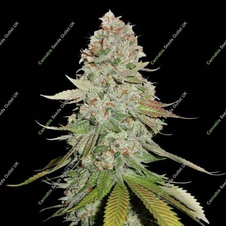 Gorilla Glue Auto Feminized Marijuana Strain by Seed Stockers For Sale Online at Cannabis Seeds Outlet