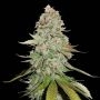 Gorilla Glue Feminized Marijuana Strain by Seed Stockers For Sale Online at Cannabis Seeds Outlet