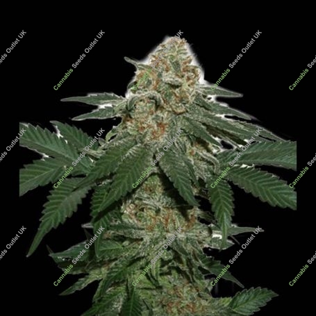 Grandaddy Confidential Feminized Marijuana Strain by Seed Stockers For Sale Online at Cannabis Seeds Outlet