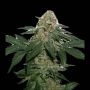 Grandaddy Confidential Feminized Marijuana Strain by Seed Stockers For Sale Online at Cannabis Seeds Outlet