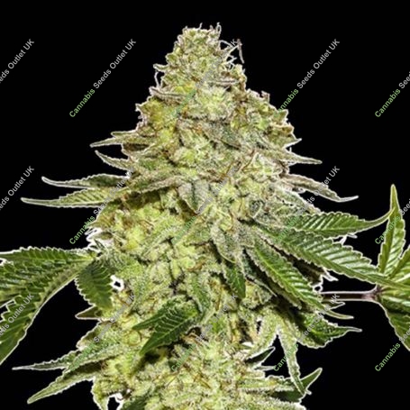Maple Sherbet Feminized Marijuana Strain by Seed Stockers For Sale Online at Cannabis Seeds Outlet