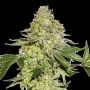 Maple Sherbet Feminized Marijuana Strain by Seed Stockers For Sale Online at Cannabis Seeds Outlet