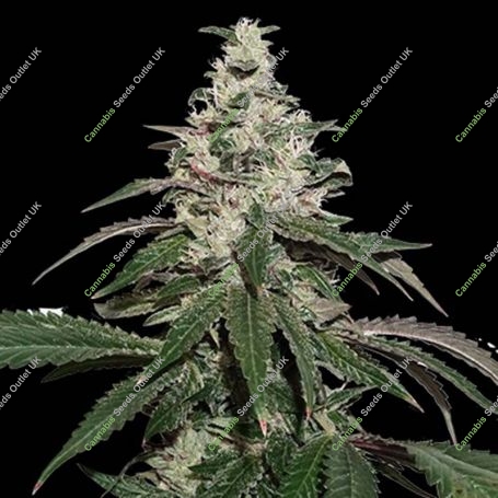 Nicole Cream Auto Feminized Marijuana Strain by Seed Stockers For Sale Online at Cannabis Seeds Outlet