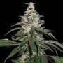 Nicole Cream Auto Feminized Marijuana Strain by Seed Stockers For Sale Online at Cannabis Seeds Outlet