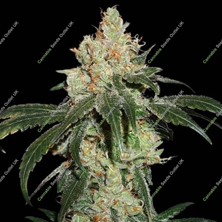 Nicole Cream Feminized Marijuana Strain by Seed Stockers For Sale Online at Cannabis Seeds Outlet