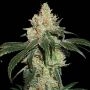 Nicole Cream Feminized Marijuana Strain by Seed Stockers For Sale Online at Cannabis Seeds Outlet